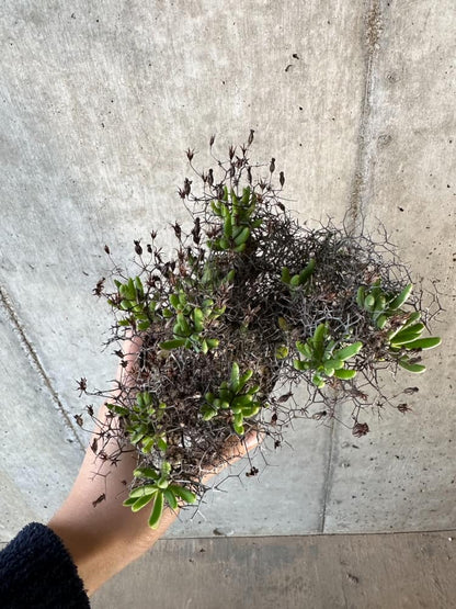 【現品限り】チレコドン・レティキュラーツス 万物想 現地株 発根済み【A58】