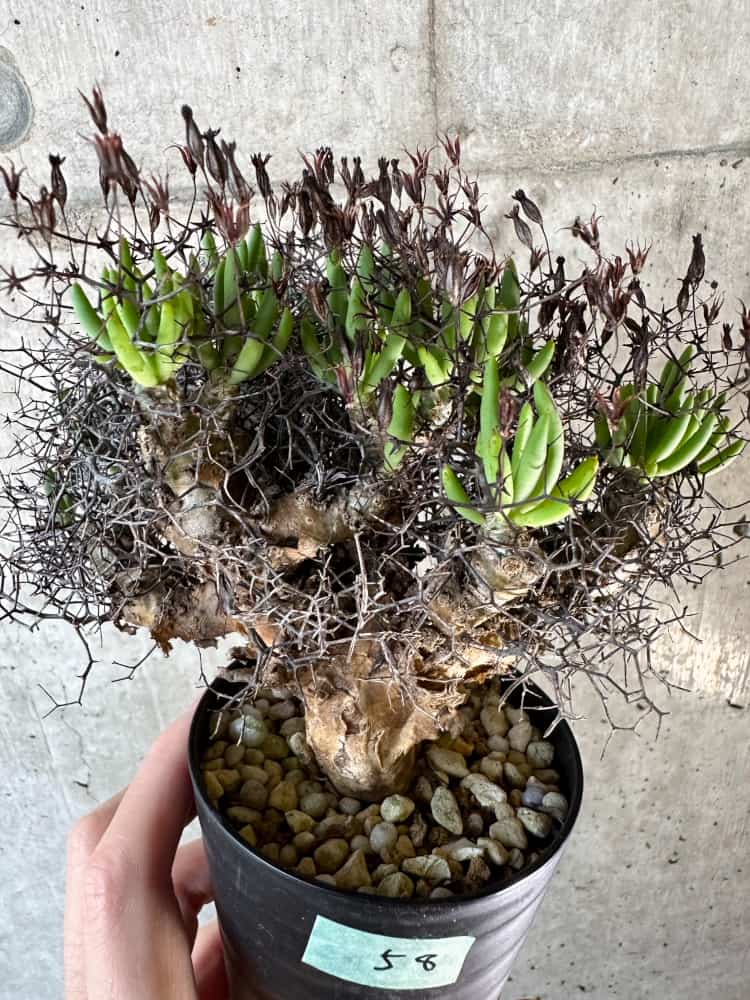大株❗️ 塊根植物　チレコドン　レキュラータス　万物想　現地球 現品限り】チレコドン・レティキュラーツス 万物想 現地株 発根済み