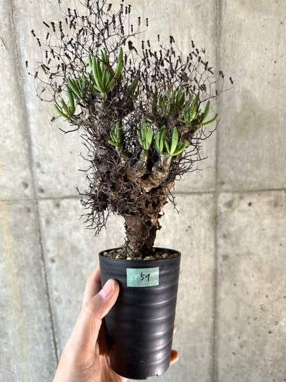 【現品限り】チレコドン・レティキュラーツス 万物想 現地株 発根済み【A59】