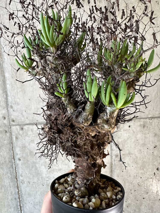 【現品限り】チレコドン・レティキュラーツス 万物想 現地株 発根済み【A59】