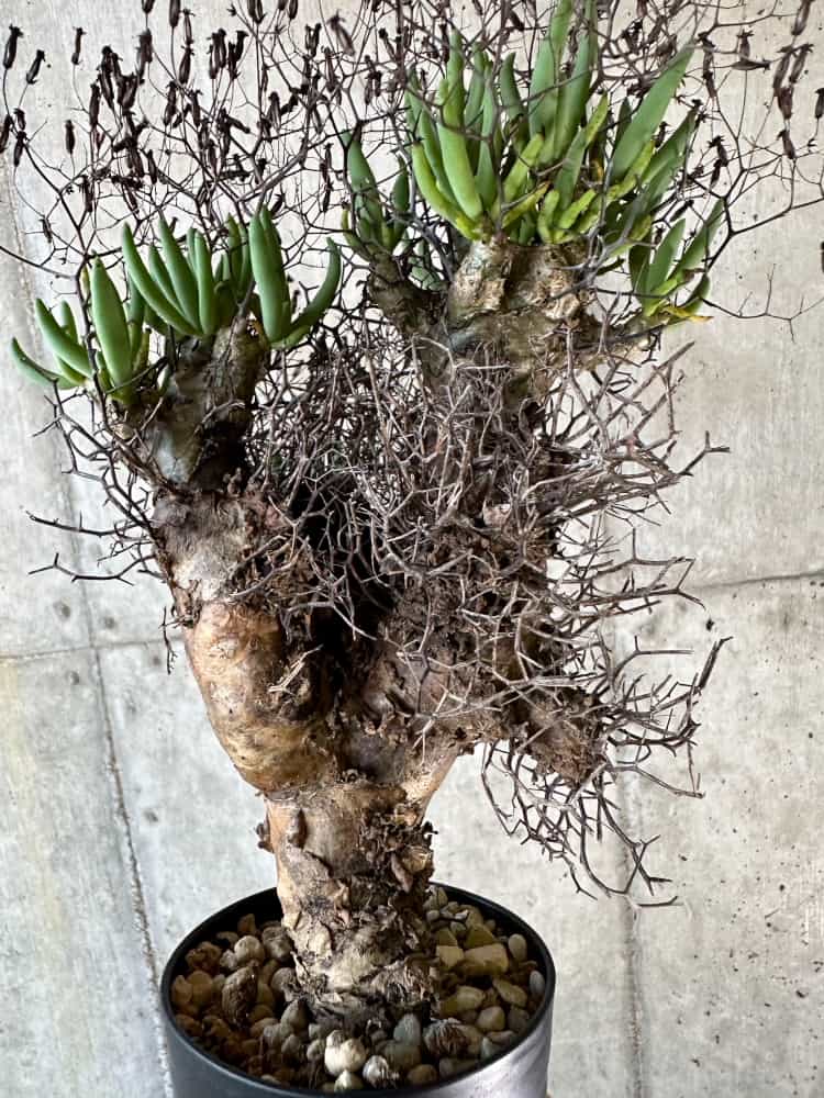 【現品限り】チレコドン・レティキュラーツス 万物想 現地株 発根済み【A59】