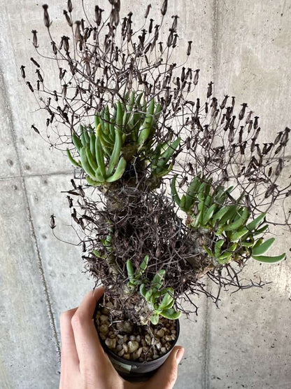 【現品限り】チレコドン・レティキュラーツス 万物想 現地株 発根済み【A59】