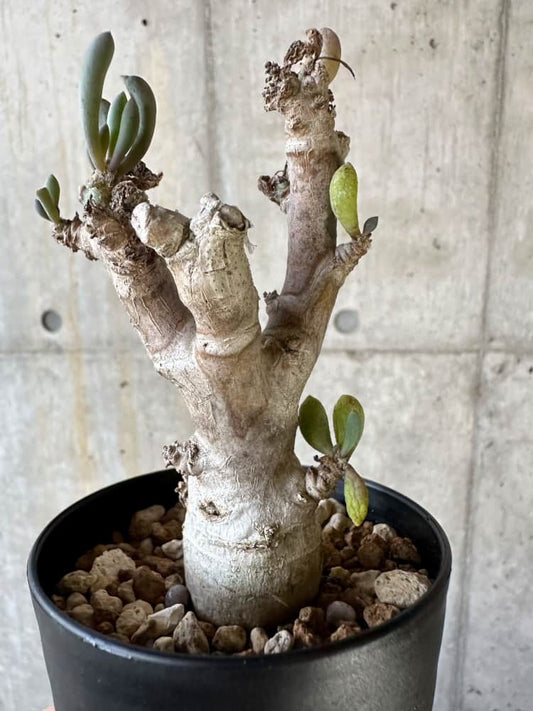 【現品限り】オトンナ・クラビフォリア【A5】 Othonna