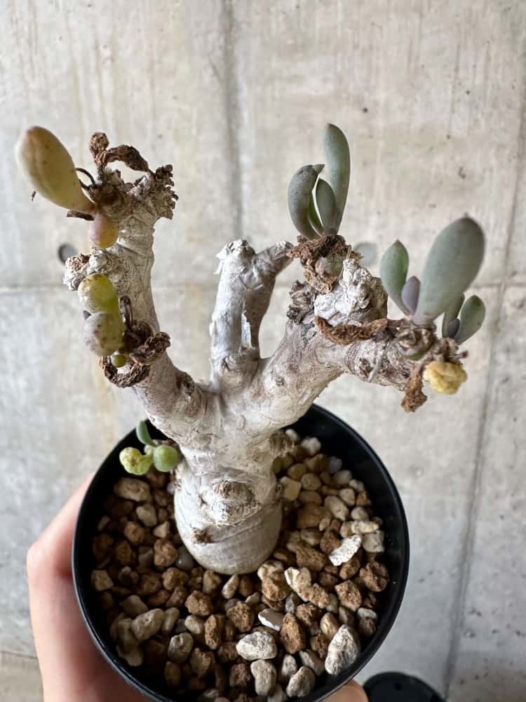 【現品限り】オトンナ・クラビフォリア【A5】 Othonna