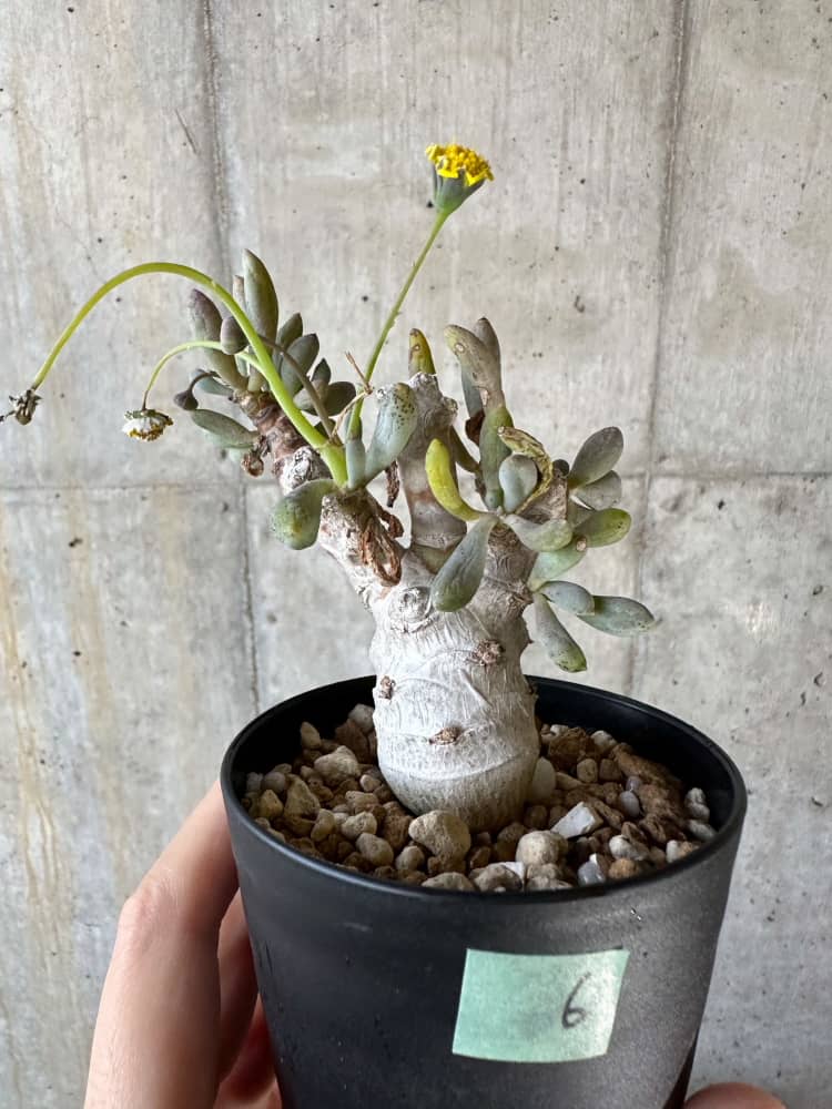 【現品限り】オトンナ・クラビフォリア【A6】 Othonna