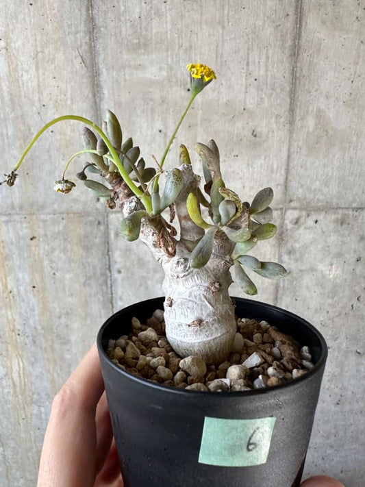 【現品限り】オトンナ・クラビフォリア【A6】 Othonna