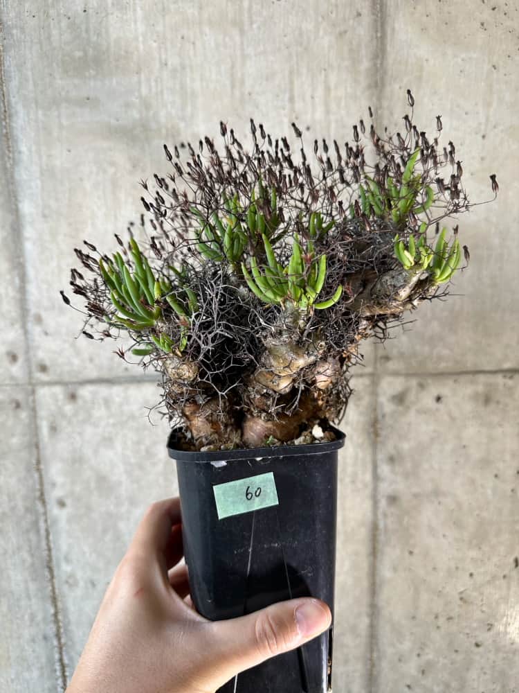 【現品限り】チレコドン・レティキュラーツス 万物想 現地株 発根済み【A60】