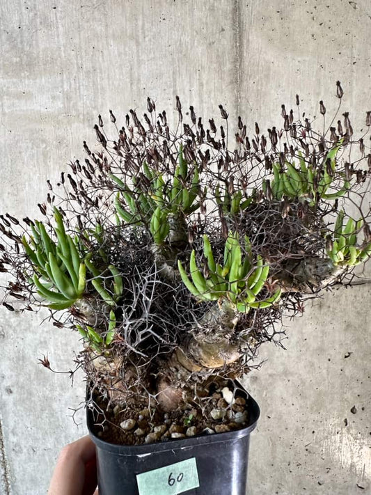 【現品限り】チレコドン・レティキュラーツス 万物想 現地株 発根済み【A60】