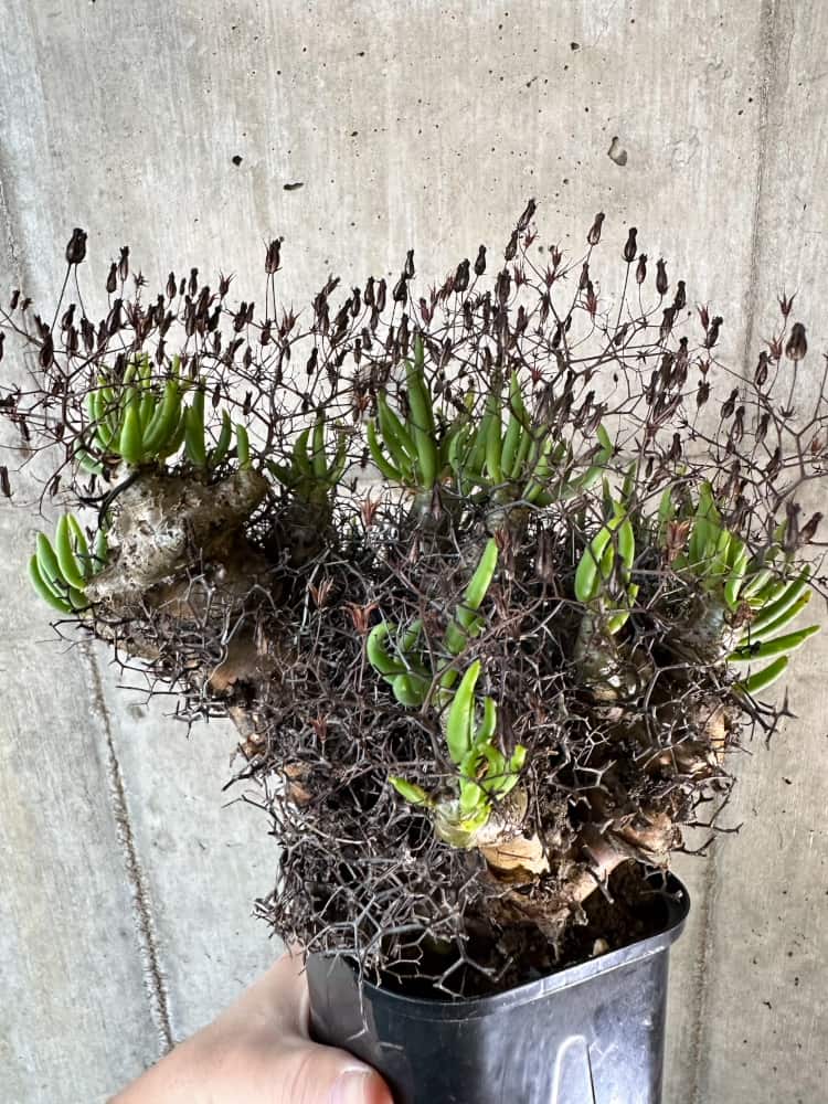 【現品限り】チレコドン・レティキュラーツス 万物想 現地株 発根済み【A60】