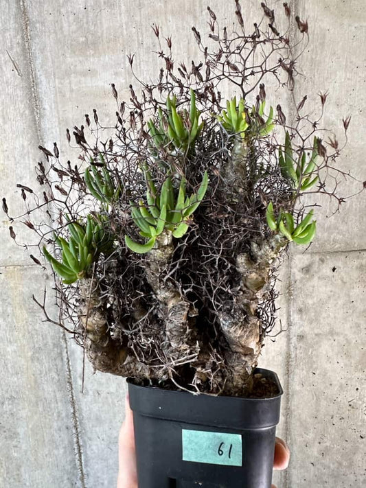 【現品限り】チレコドン・レティキュラーツス 万物想 現地株 発根済み【A61】