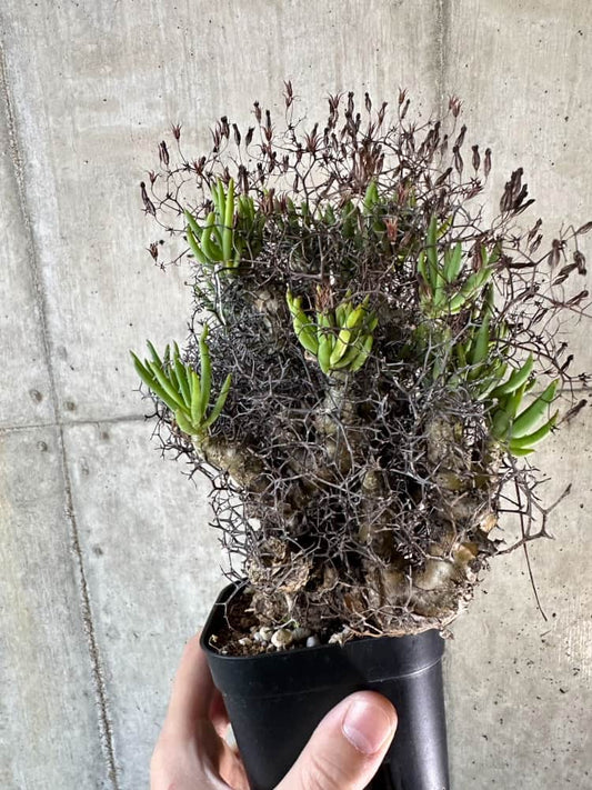 【現品限り】チレコドン・レティキュラーツス 万物想 現地株 発根済み【A61】