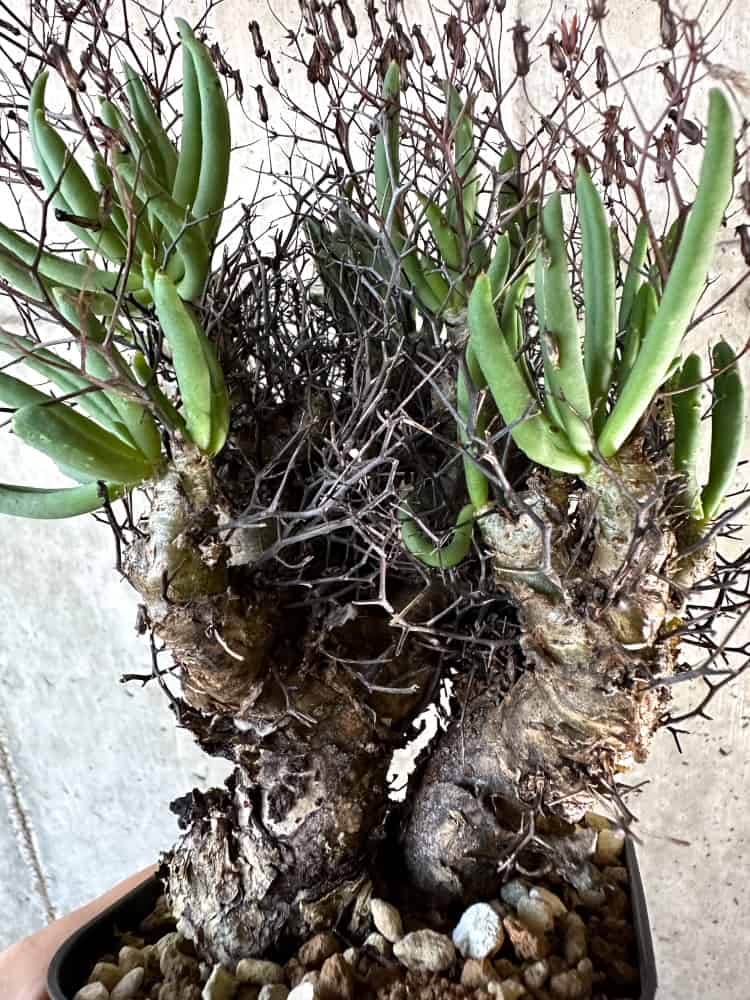 【現品限り】チレコドン・レティキュラーツス 万物想 現地株 発根済み【A62】