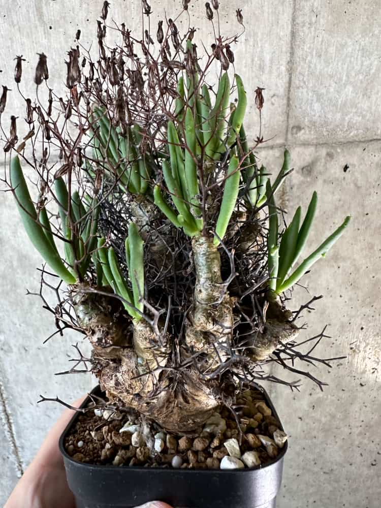 【現品限り】チレコドン・レティキュラーツス 万物想 現地株 発根済み【A62】