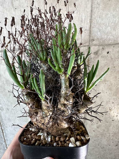 【現品限り】チレコドン・レティキュラーツス 万物想 現地株 発根済み【A62】