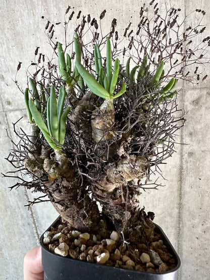 【現品限り】チレコドン・レティキュラーツス 万物想 現地株 発根済み【A62】