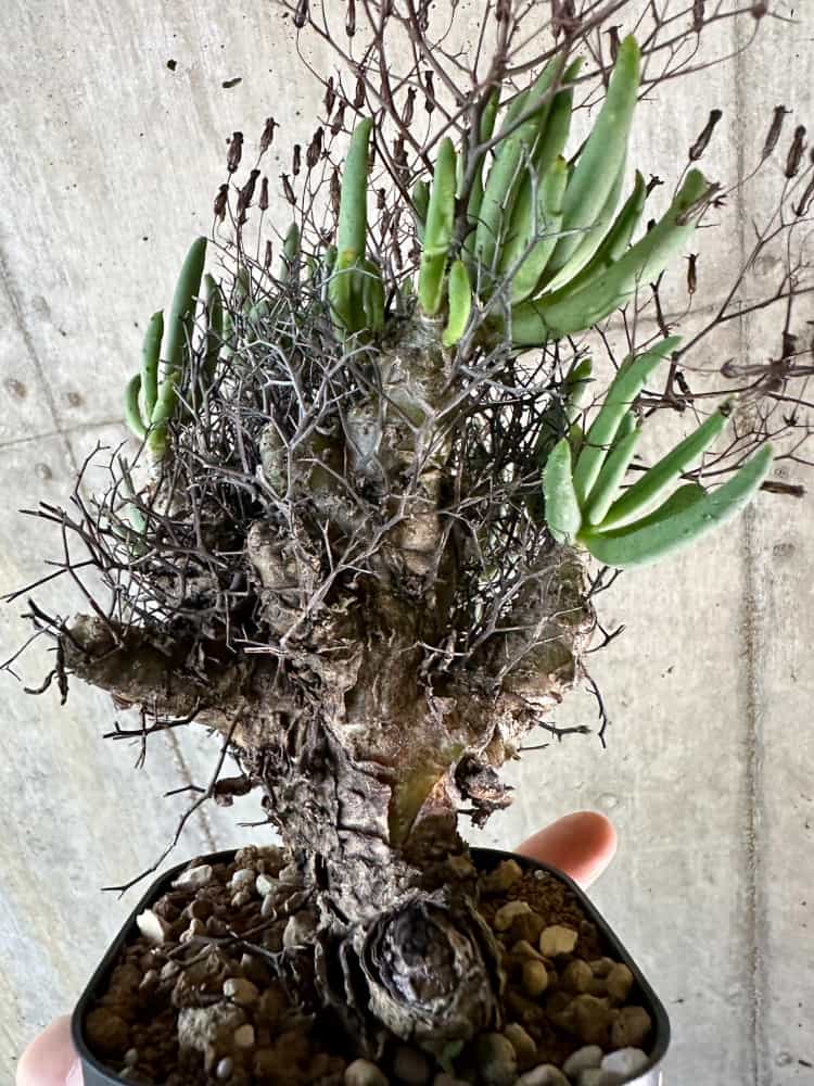 【現品限り】チレコドン・レティキュラーツス 万物想 現地株 発根済み【A62】