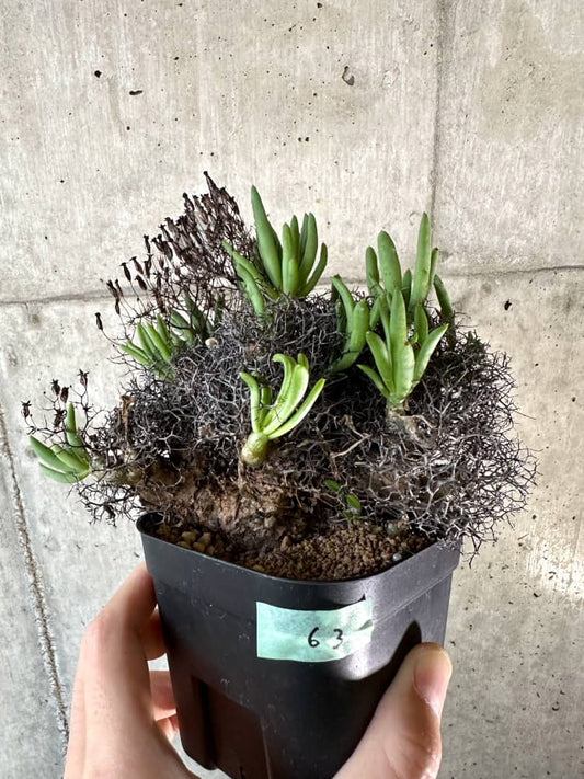 【現品限り】チレコドン・レティキュラーツス 万物想 現地株 発根済み【A63】