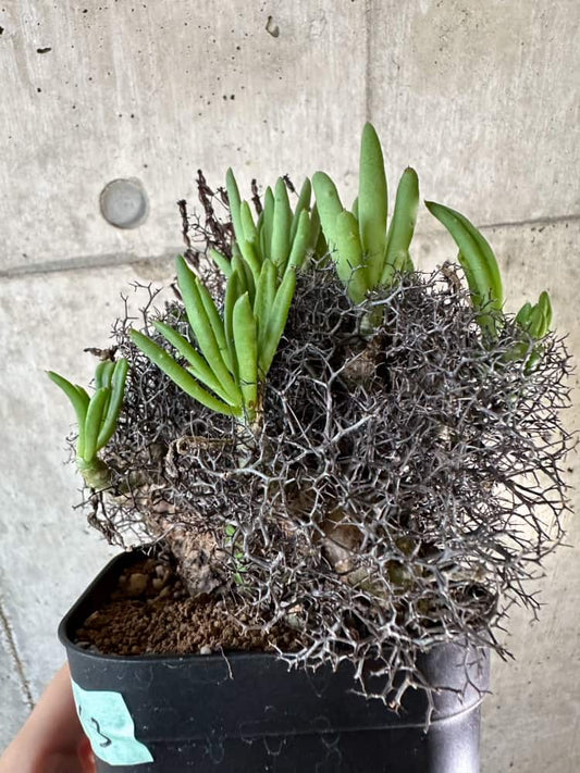 【現品限り】チレコドン・レティキュラーツス 万物想 現地株 発根済み【A63】