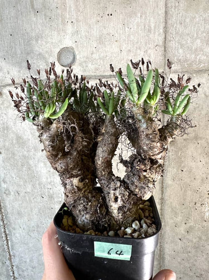 【現品限り】チレコドン・レティキュラーツス 万物想 現地株 発根済み【A64】