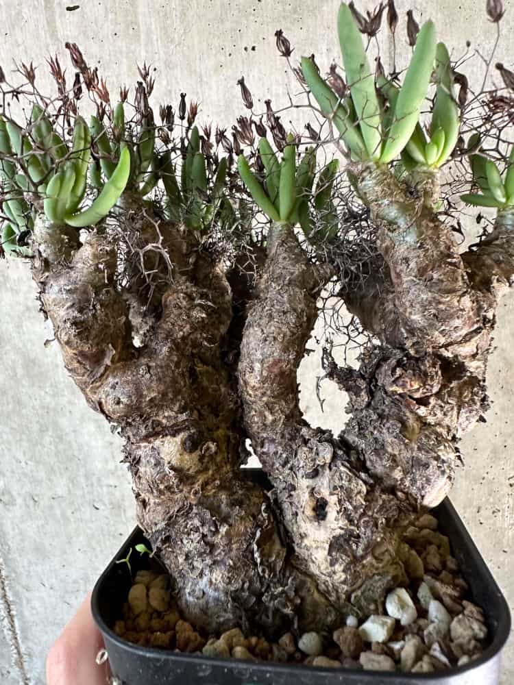 【現品限り】チレコドン・レティキュラーツス 万物想 現地株 発根済み【A64】