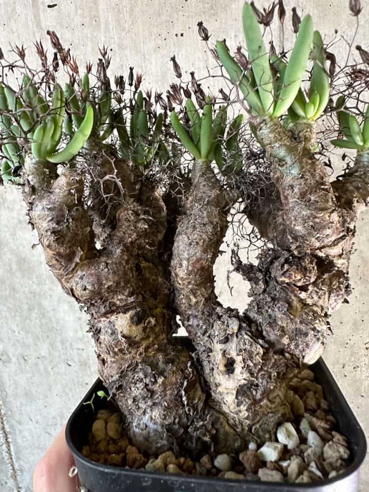 【現品限り】チレコドン・レティキュラーツス 万物想 現地株 発根済み【A64】