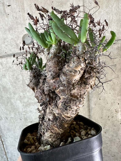 【現品限り】チレコドン・レティキュラーツス 万物想 現地株 発根済み【A64】