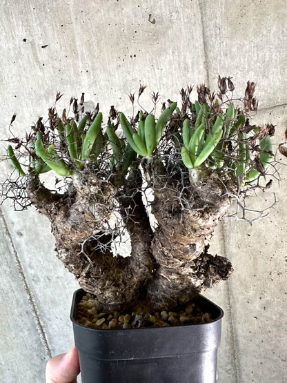 【現品限り】チレコドン・レティキュラーツス 万物想 現地株 発根済み【A64】