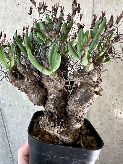 【現品限り】チレコドン・レティキュラーツス 万物想 現地株 発根済み【A64】