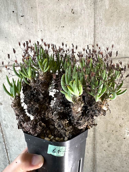 【現品限り】チレコドン・レティキュラーツス 万物想 現地株 発根済み【A65】