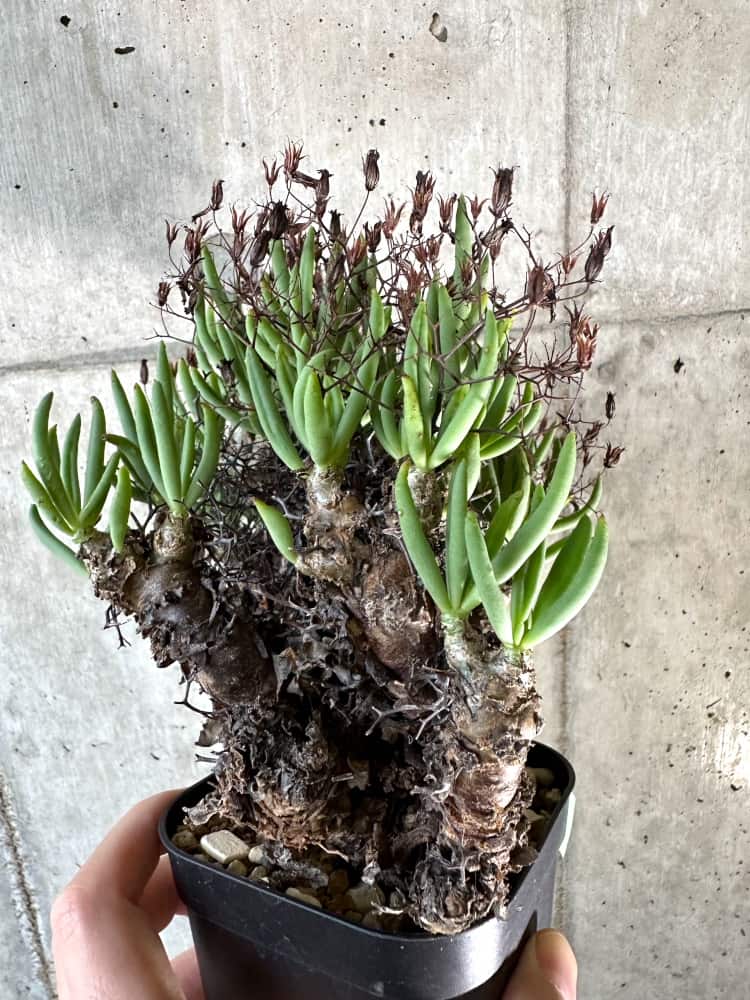 【現品限り】チレコドン・レティキュラーツス 万物想 現地株 発根済み【A65】