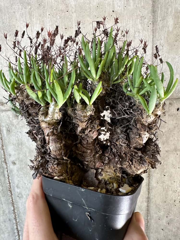 【現品限り】チレコドン・レティキュラーツス 万物想 現地株 発根済み【A65】