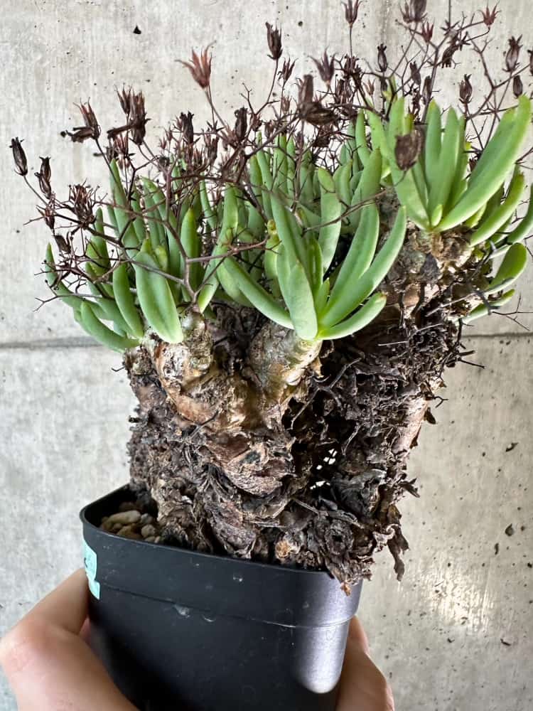 【現品限り】チレコドン・レティキュラーツス 万物想 現地株 発根済み【A65】