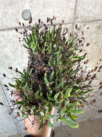 【現品限り】チレコドン・レティキュラーツス 万物想 現地株 発根済み【A65】