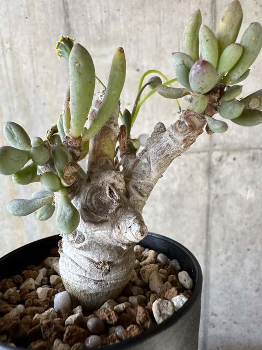 【現品限り】オトンナ・クラビフォリア【A6】 Othonna