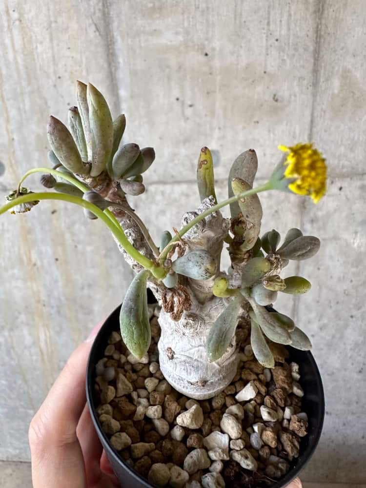 【現品限り】オトンナ・クラビフォリア【A6】 Othonna