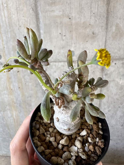 【現品限り】オトンナ・クラビフォリア【A6】 Othonna