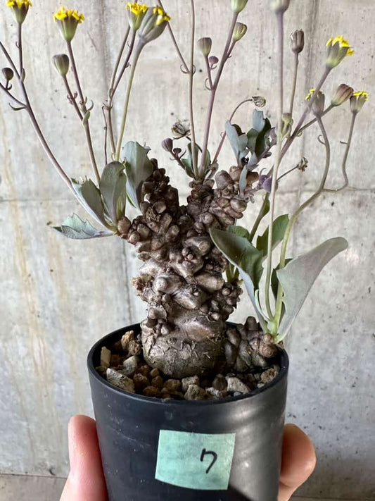 【現品限り】オトンナ・ヘレー【A7】 Othonna