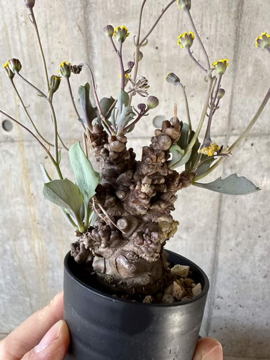 【現品限り】オトンナ・ヘレー【A7】 Othonna