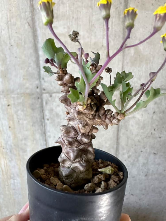 【現品限り】オトンナ・ヘレー【A9】 Othonna