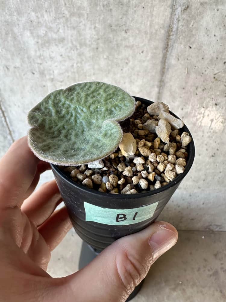 【現品限り】チレコドン・シングラリス【B1】 Tylecodon singularis