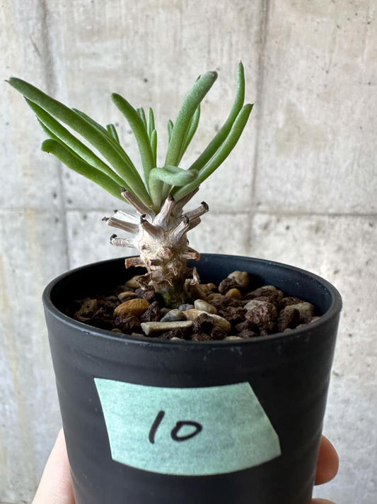 【現品限り】チレコドン・ワリチー【B10】 Tylecodon wallichii