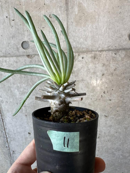 【現品限り】チレコドン・ワリチー【B11】 Tylecodon wallichii