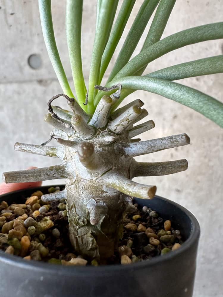 【現品限り】チレコドン・ワリチー【B11】 Tylecodon wallichii