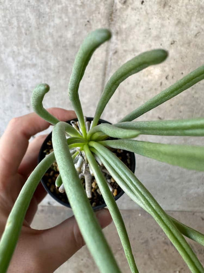 【現品限り】チレコドン・ワリチー【B11】 Tylecodon wallichii