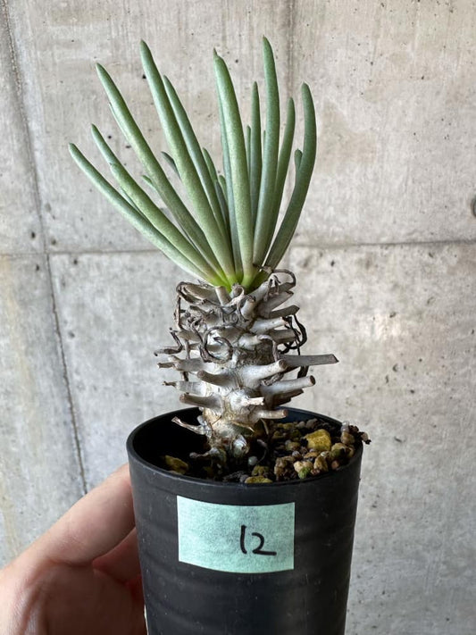 【現品限り】チレコドン・ワリチー【B12】 Tylecodon wallichii