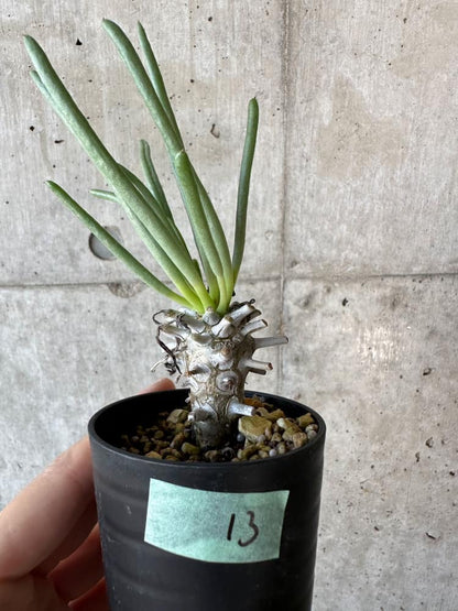 【現品限り】チレコドン・ワリチー【B13】 Tylecodon wallichii