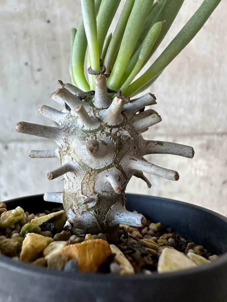 【現品限り】チレコドン・ワリチー【B13】 Tylecodon wallichii