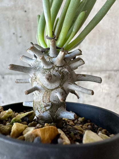 【現品限り】チレコドン・ワリチー【B13】 Tylecodon wallichii