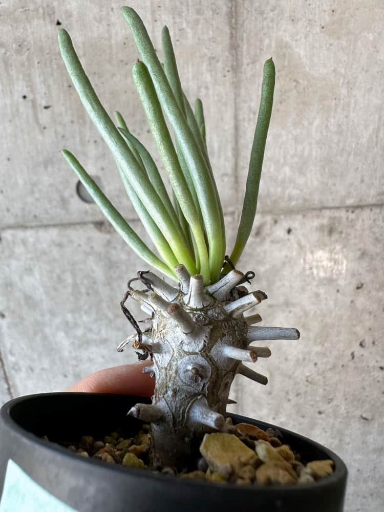 【現品限り】チレコドン・ワリチー【B13】 Tylecodon wallichii