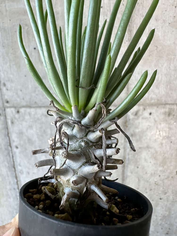 現品限り】チレコドン・ワリチー【B14】 Tylecodon wallichii 塊根植物